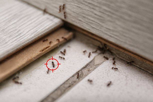 Best Spider Control Near Me  in Sun Prairie, MT